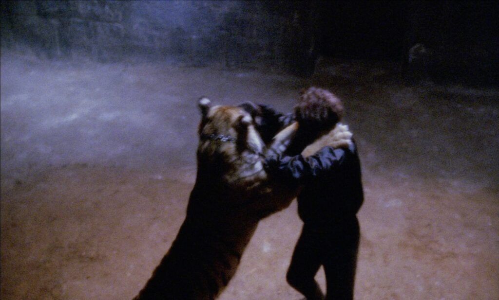 Naschy's Waldemar wrestles a live tiger in The Beast and the Magic Sword